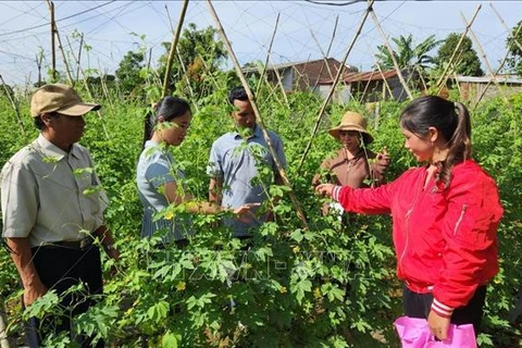 Tasa de pobreza multidimensional en Vietnam se reducirá al 2,93% a fines de 2023