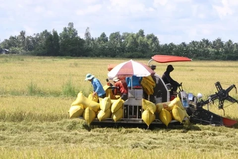 Lanzan proyecto de cultivo de arroz de alta calidad en Delta del Mekong