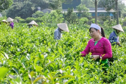 Desarrollo de economía verde, “oportunidad dorada” para mejorar bienestar social