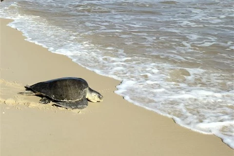 Rescatan a tortuga marina en peligro de extinción en provincia vietnamita