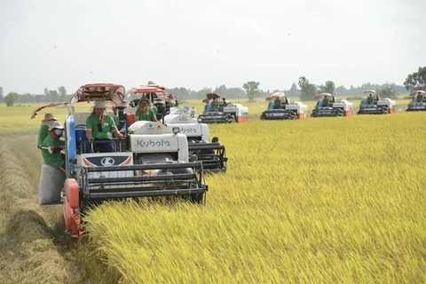 Exportaciones de arroz alcanzarán los cinco mil millones de dólares este año