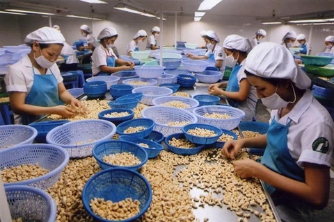 Industria vietnamita de anacardo avanza para mantener primer puesto mundial