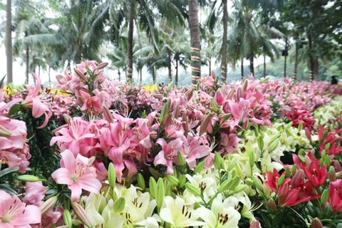 “Región de flores de Hanoi 2023” atrae a visitantes