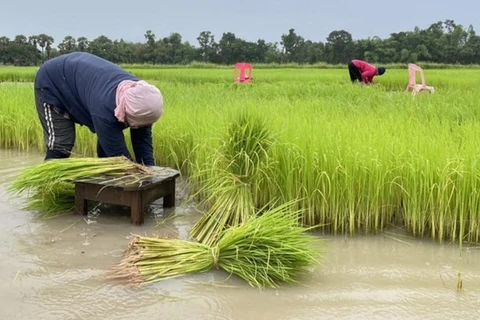 Tailandia proyecta exportaciones de arroz de hasta 8,8 millones de toneladas