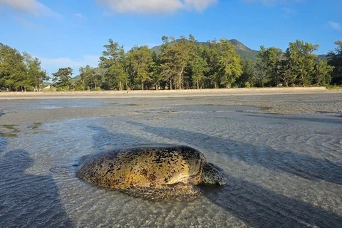 Rescatan a tortuga verde varada en isla vietnamita de Con Dao