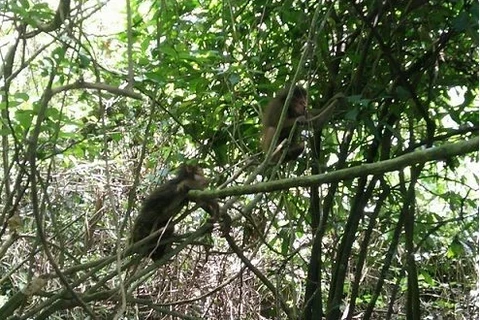 Liberan diez monos raros a la naturaleza en el Parque Nacional Phong Nha-Ke Bang