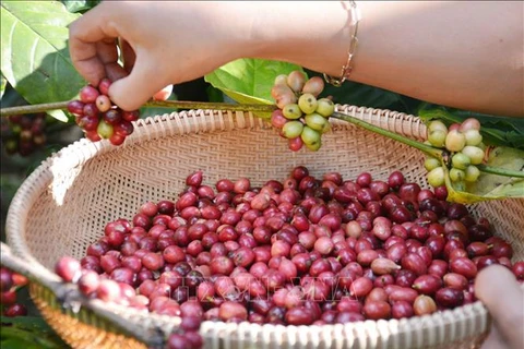  Incremento notable de valor de exportaciones de café vietnamita