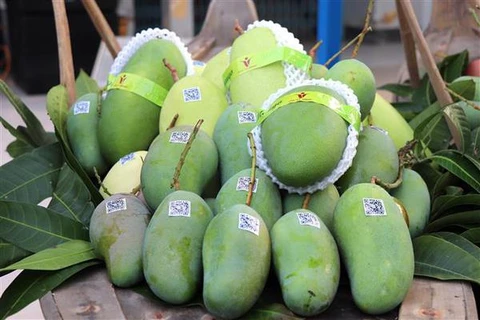 An Giang exporta mangos de cáscara verde a Australia y EE.UU.