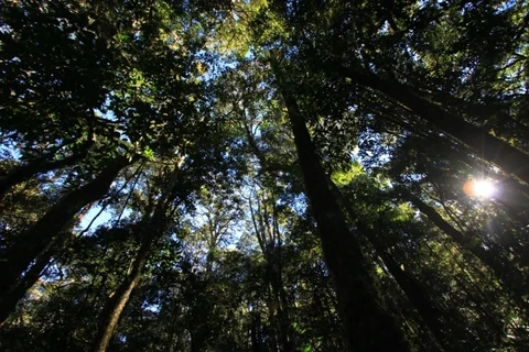 Parque Nacional Bidoup-Nui Ba reconocido como sitio turístico