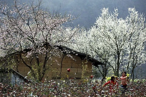 Festival de flores de Ban iniciará Año Nacional del Turismo - Dien Bien Phu 2024