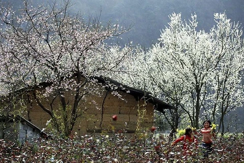 Año Nacional del Turismo comenzará con festival de flores de bauhinia