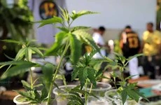 Tailandia prohibirá el uso recreativo del cannabis