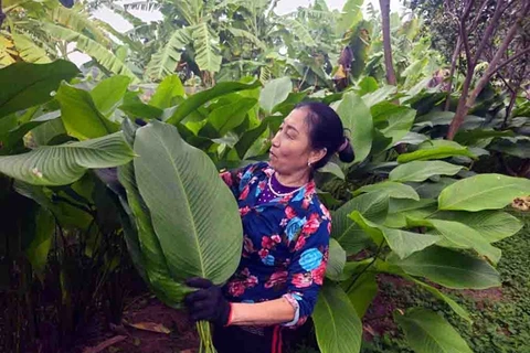Visitan aldea productora de hojas dong en Hanoi con motivo del Tet 2024