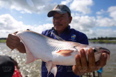 Empresa vietnamita NAVICO, segunda exportadora de pescado tra del mundo