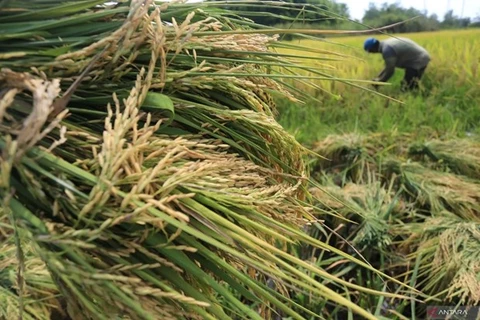 Indonesia implementa medidas para estabilizar el suministro y los precios del arroz