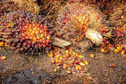 Las existencias de aceite de palma de Malasia alcanzan su nivel más bajo en seis meses