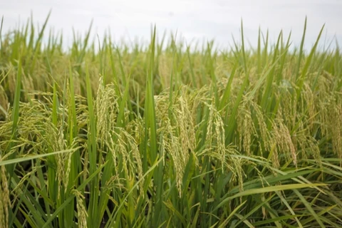 Producción de arroz de Malasia se asegura pese a desventajas de clima