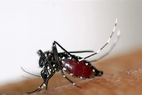 ​ Laos enfrenta riesgo creciente de propagación del dengue