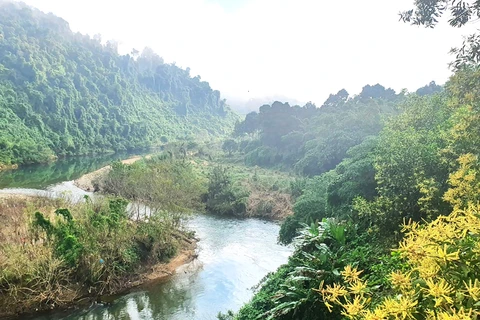 Quang Binh plantará 50 mil árboles autóctonos en reserva natural local