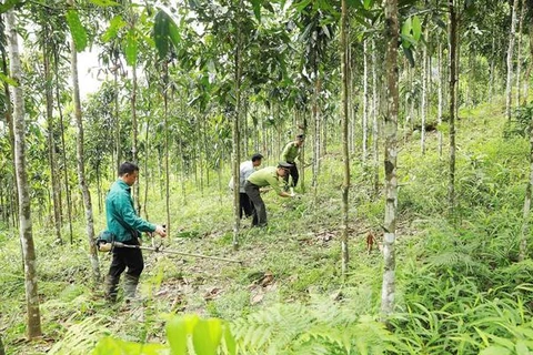 Vietnam contará con un millón de hectáreas de plantaciones forestales para 2030
