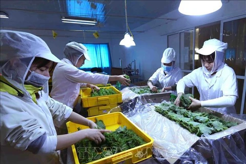 Exportaciones de verduras y frutas de Vietnam apuntan a siete mil millones de dólares