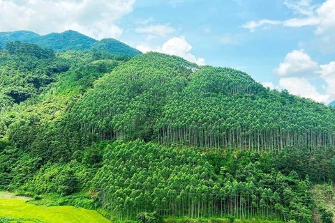 Vietnam ingresa cientos millones de dólares por venta de créditos de carbono forestal