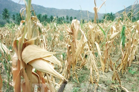 El Niño cuesta a la agricultura filipina hasta casi 19 millones de dólares