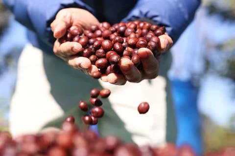 Precio del café vietnamita sigue registrando récord 