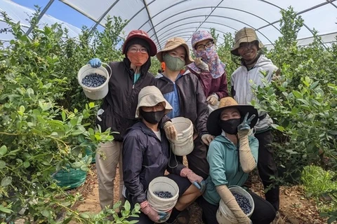 Australia abre mercado para mano de obra vietnamita en agricultura