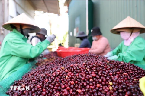 Vietnam reporta tendencia alcista de precios del café y pimienta