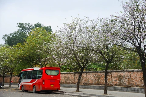 Calles brillantes de Hanoi en la temporada de flores de Ban