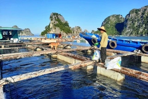 Quang Ninh. un modelo para acuicultura sostenible en Vietnam