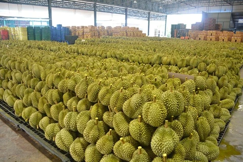 Tailandia espera exportar un millón de toneladas de durián este año