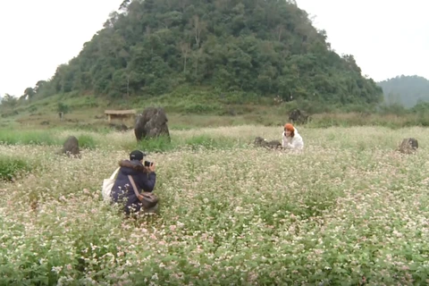 (Televisión) Atrae Meseta Rocosa de Dong Van turistas a provincia de Ha Giang