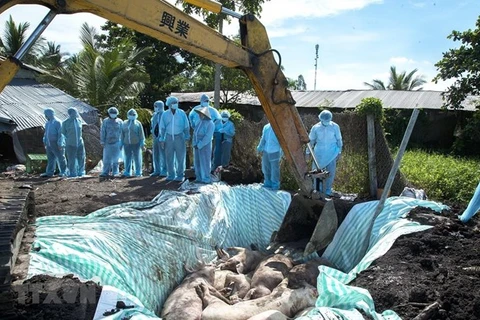 Sacrificaron en Hanoi más del 20 por ciento del rebaño porcino por epidemia