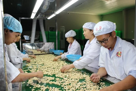  (Televisión) Exportaciones de anacardo de Vietnam tendrán recuperación tras pandemia