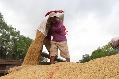 (Televisión) Vietnam puede convertirse en el primer exportador mundial de arroz