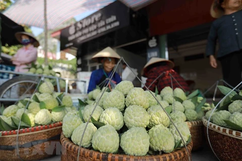 [Fotos] Provincia promueve divulgación de su especialidad local de anón “Chi Lang”