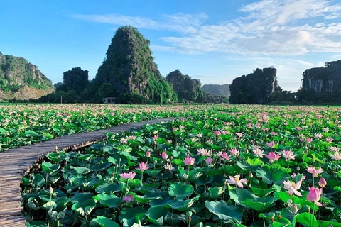 Atrae a visitantes lago de lotos que florecen en medio de otoño 
