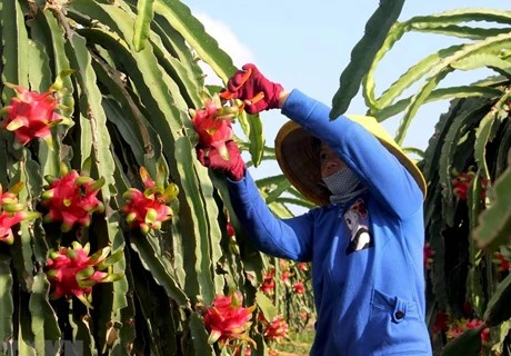 Cultivo de pitahaya mejorará vida de minorías étnicas en provincia vietnamita de Son La
