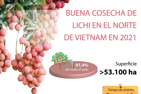 Buena cosecha de lichi en el norte de Vietnam 