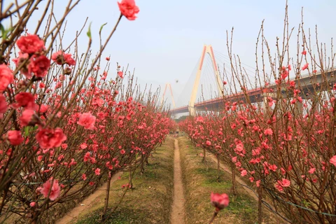  Aldea de melocotón Nhat Tan en Hanoi ocupada en la temporada del Tet