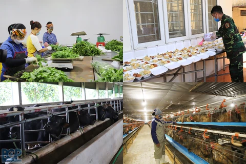 Provincia de Bac Giang amplía los modelos de seguridad alimentaria