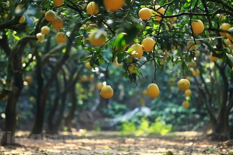 Pomelo Dien, especialidad de Hanoi en Año Nuevo Lunar 