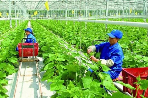 Agricultura vietnamita adopta soluciones para implementar compromisos de COP26