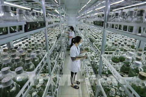 Agricultura verde: tendencia a seguir en Vietnam
