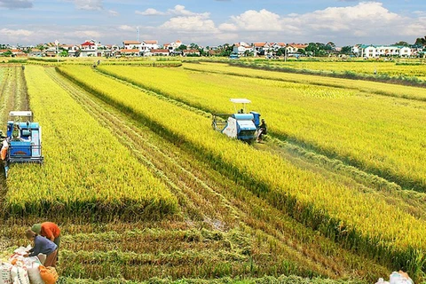 Sector agrícola de Vietnam logra alentadores resultados en 2022