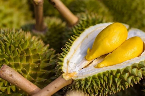 Durián genera expectativas para exportaciones de frutas de Vietnam