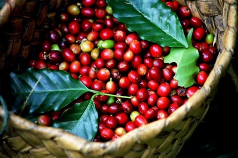 Provincia vietnamita de Gia Lai desarrollará marca de café robusta