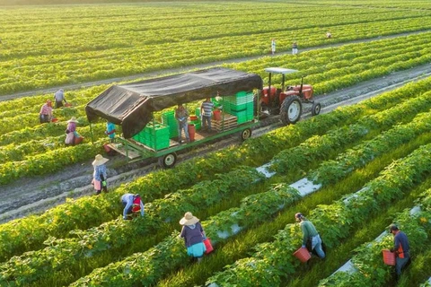 Desarrollan agricultura circular para promover exportaciones sostenibles en Vietnam